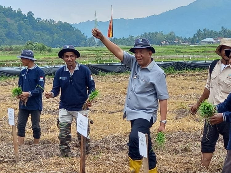 KSA Januari-April 2024, Pessel Tercatat Penyumbang Padi Terbesar Nomor 1 di&nbsp;Sumbar